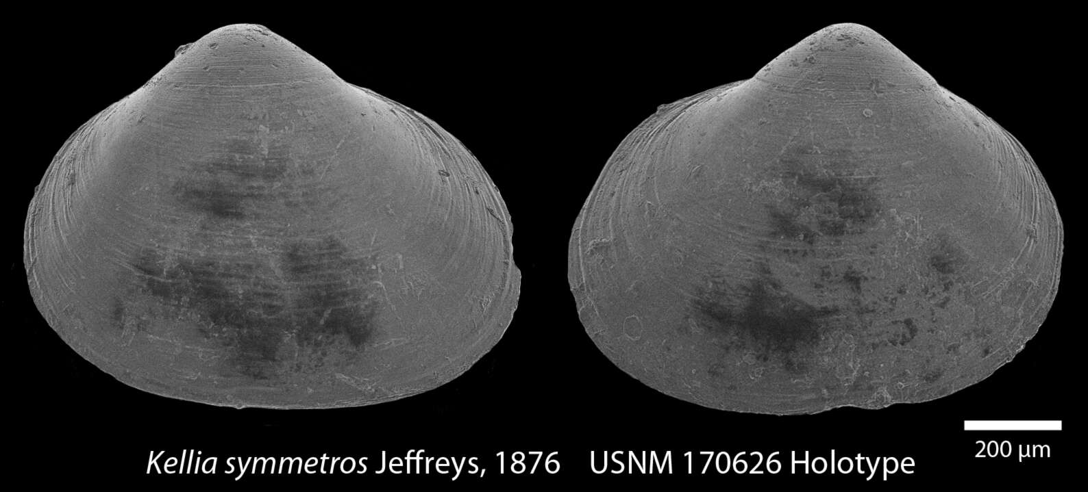 Image de Kelliola symmetros (Jeffreys 1876)