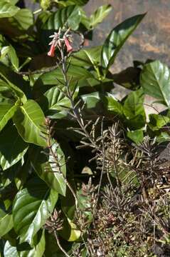 Image of Chandelier plant