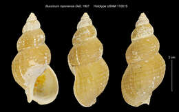 Image of Buccinum niponense Dall 1907