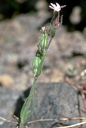 Image of common catchfly