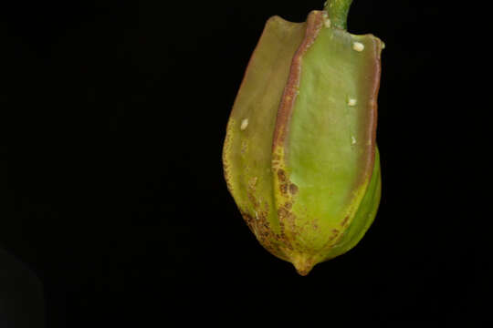 Image of Jacaratia mexicana A. DC.