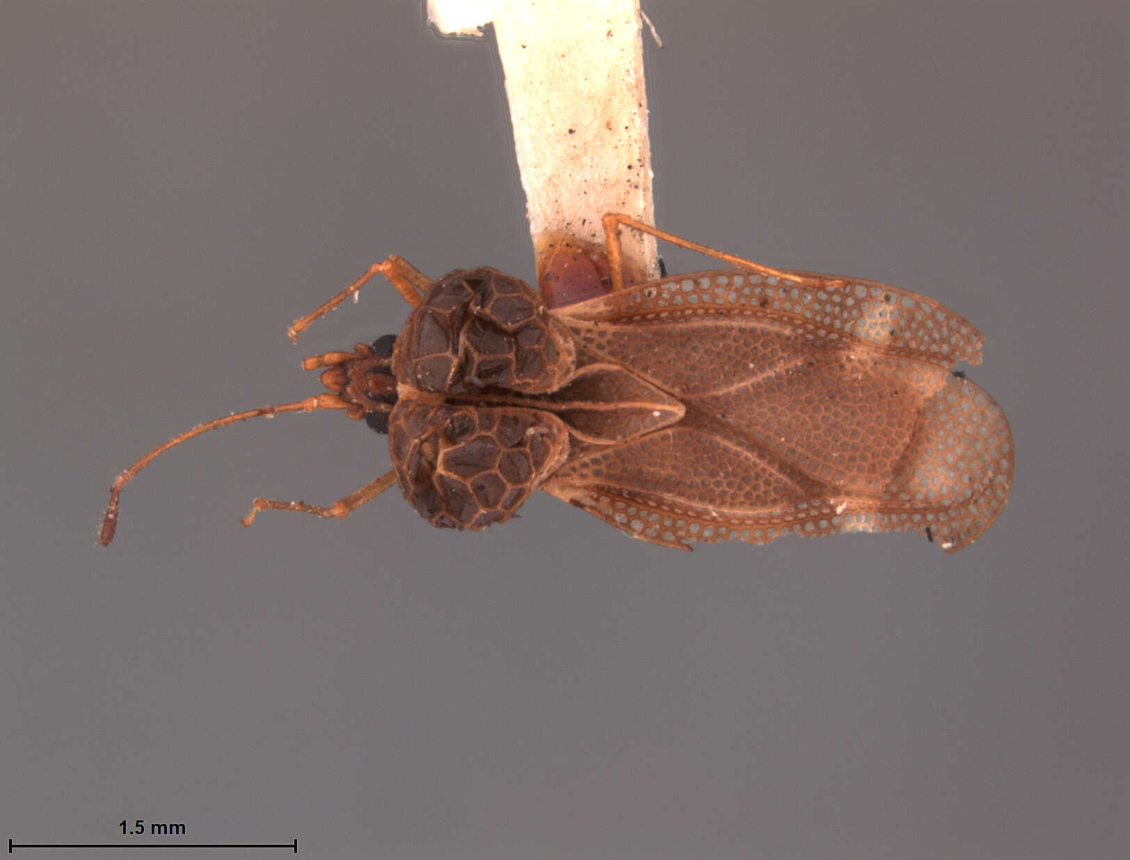 Image of Ypsotingis bornea Drake 1958