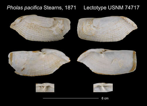 Image de Barnea subtruncata (G. B. Sowerby I 1834)