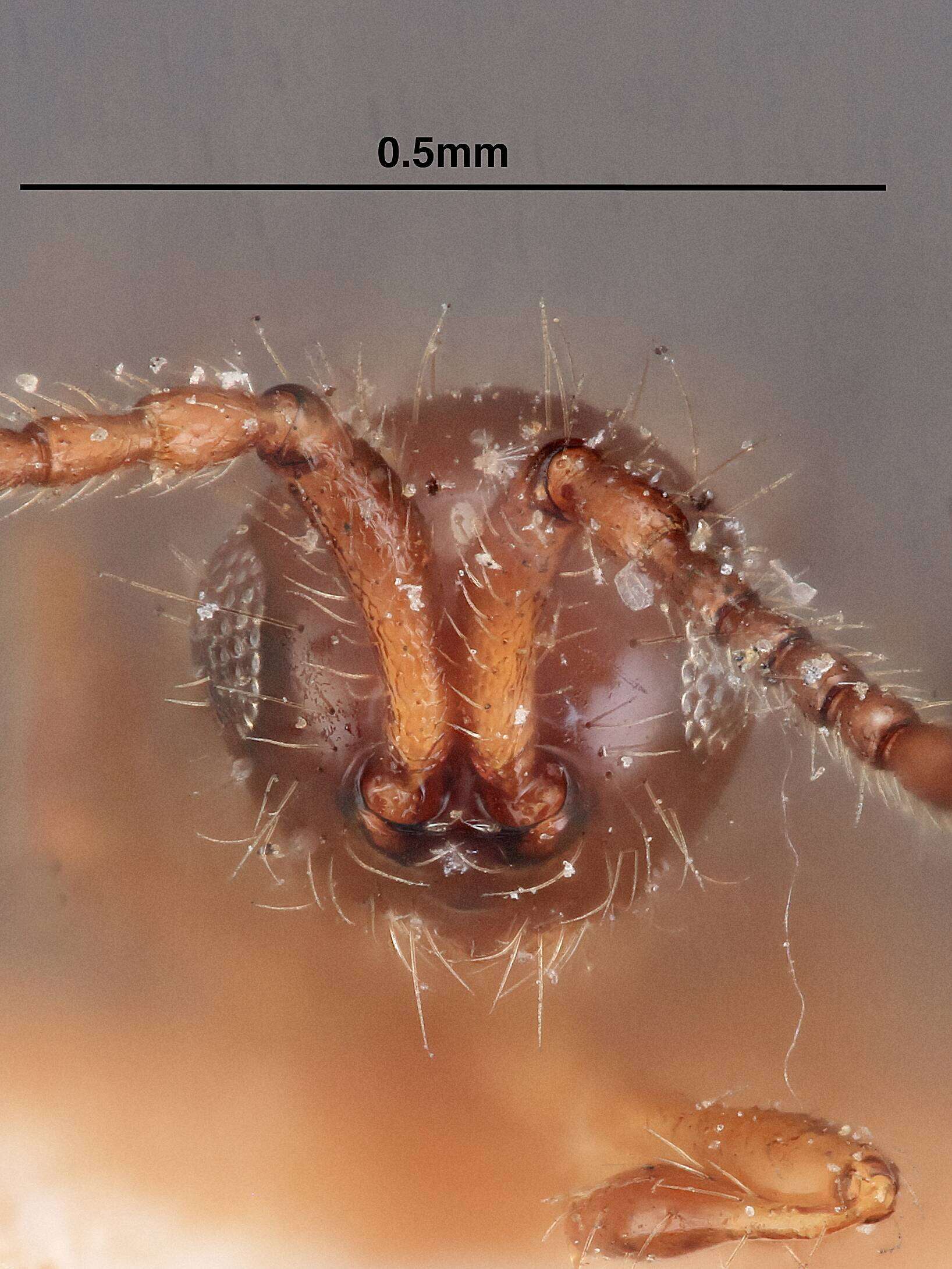 Image of Spilomicrus