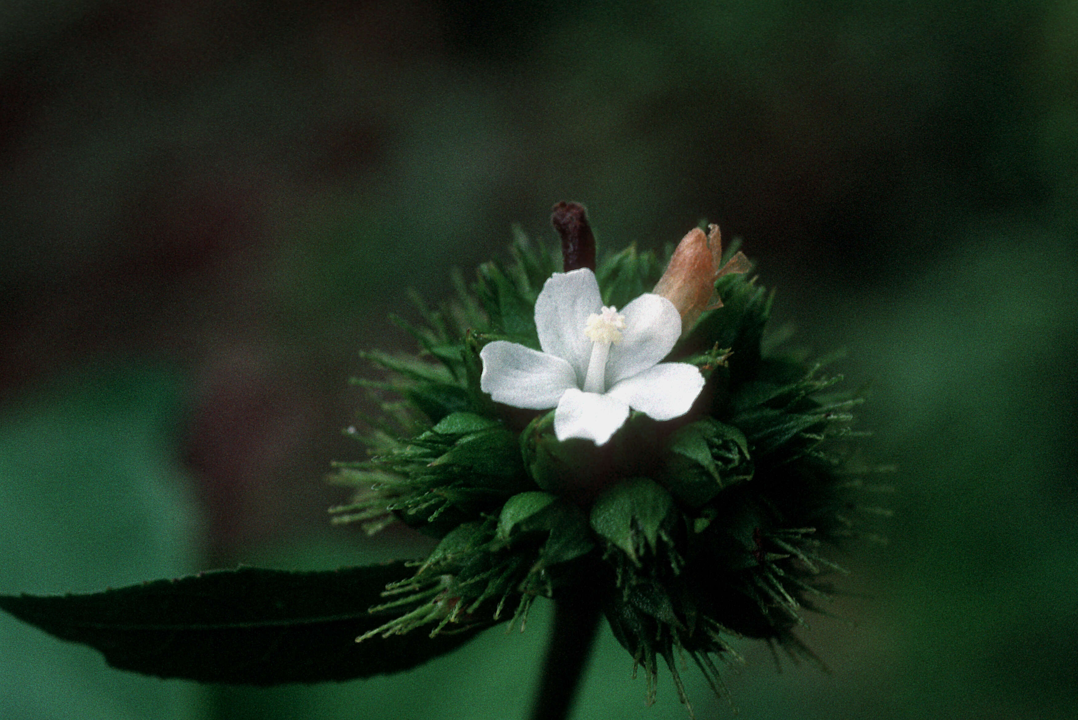 Image de Pavonia fruticosa (Mill.) Fawcett & Rendle