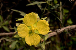 صورة Ludwigia tomentosa (Cambess.) Hara