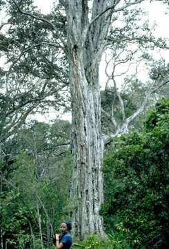 Image de Metrosideros collina (Forst.) A. Gray