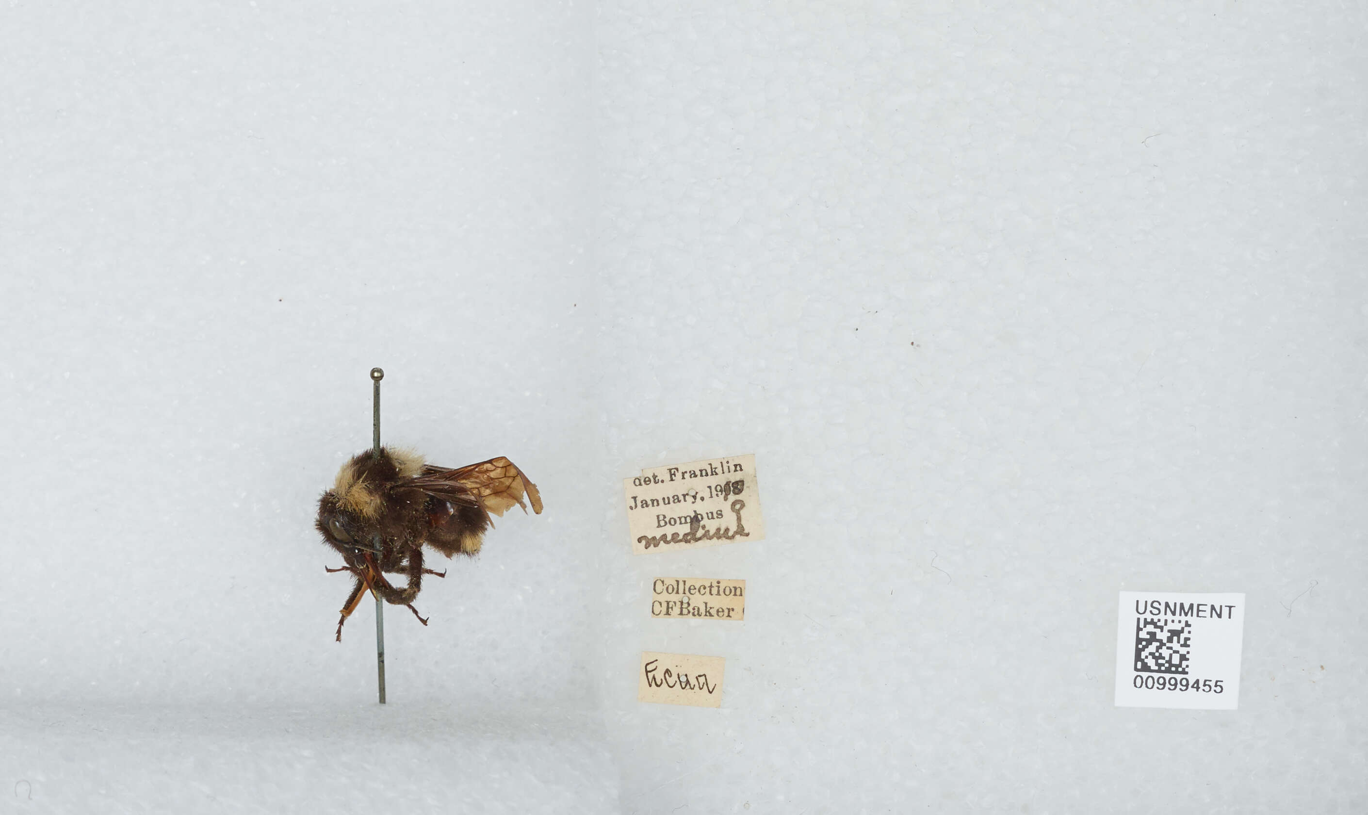 Image de Bombus medius Cresson 1864