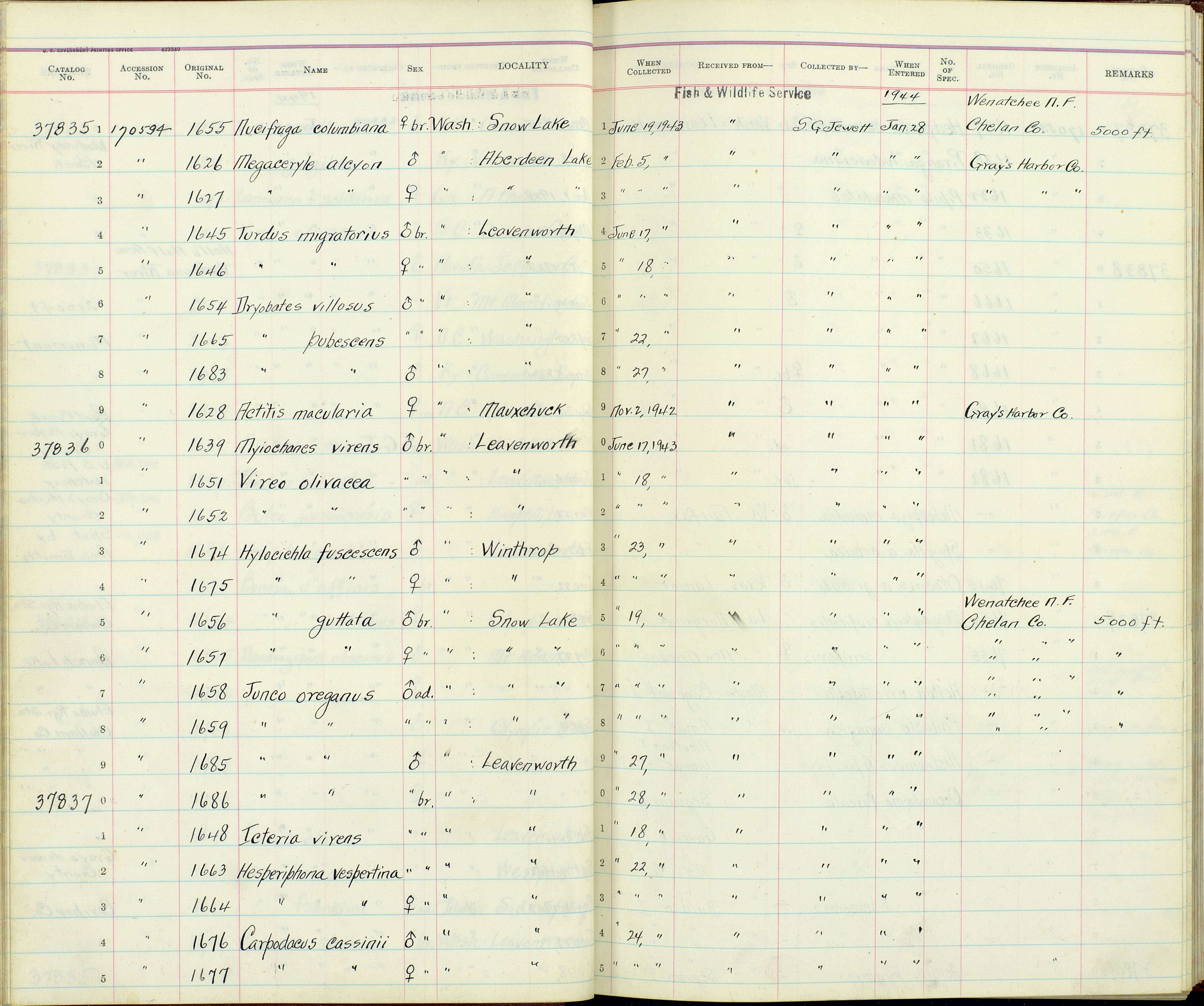 Sivun Picoides pubescens turati (Malherbe 1860) kuva