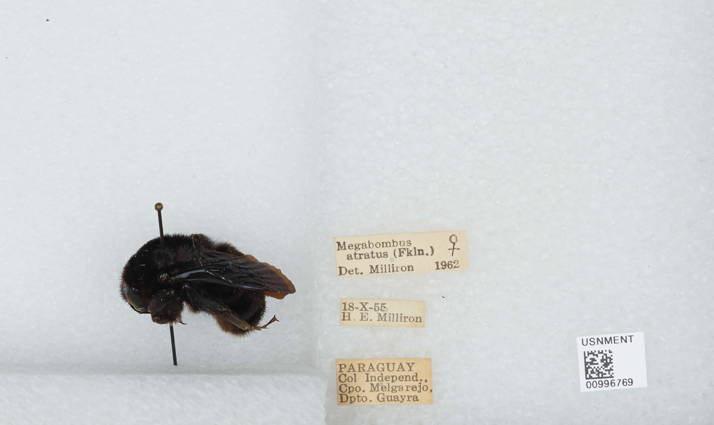 Image of Bombus pauloensis Friese 1912