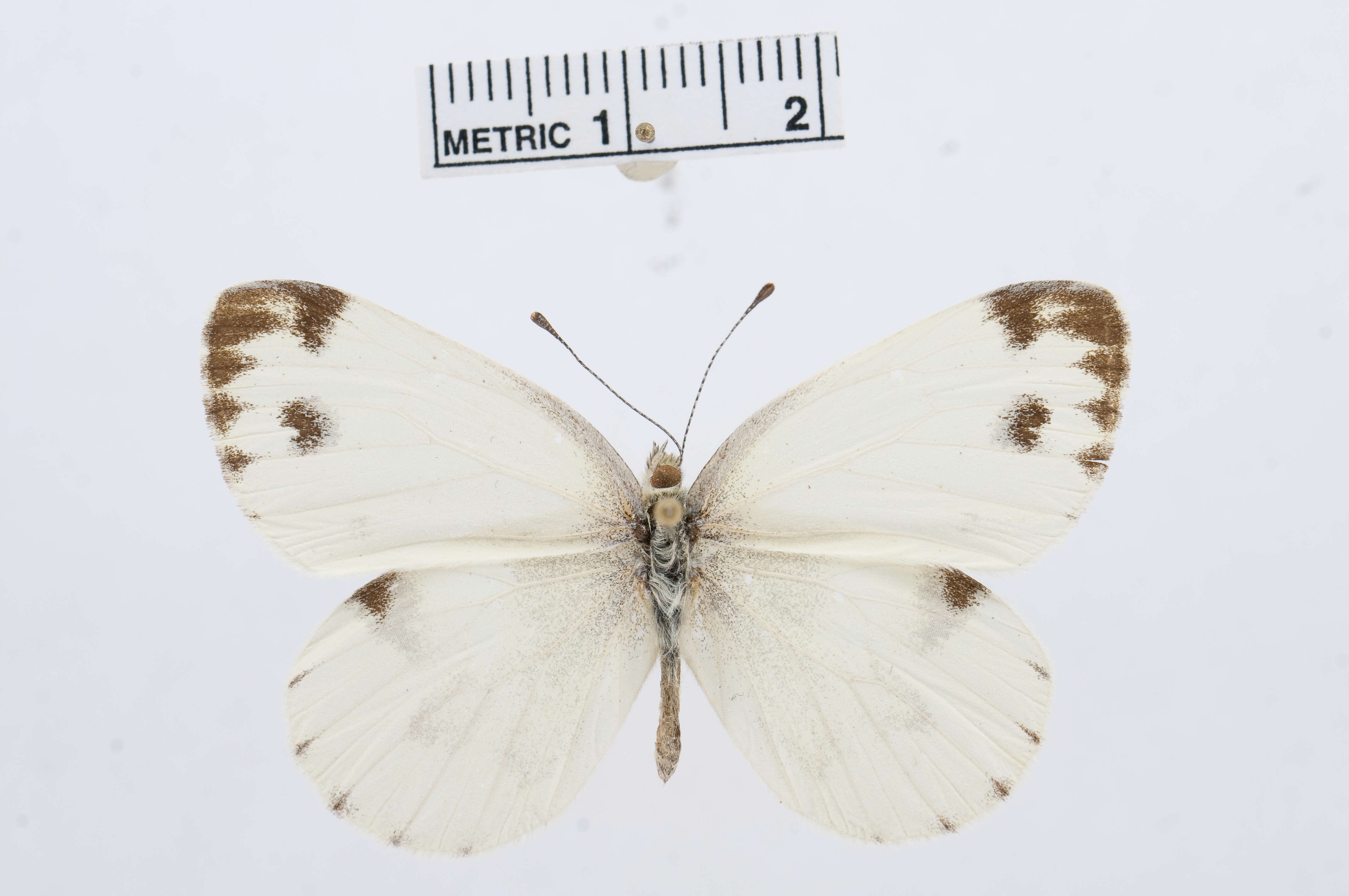 Image of Pieris krueperi Staudinger 1860