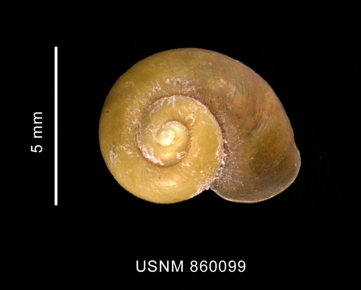 Sivun Dickdellia labioflecta (Dell 1990) kuva