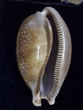 Image of Atlantic deer cowrie