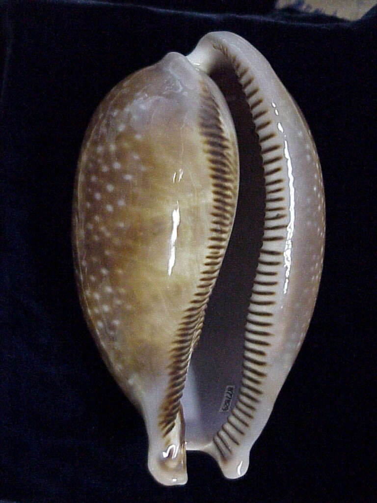 Image of Atlantic deer cowrie