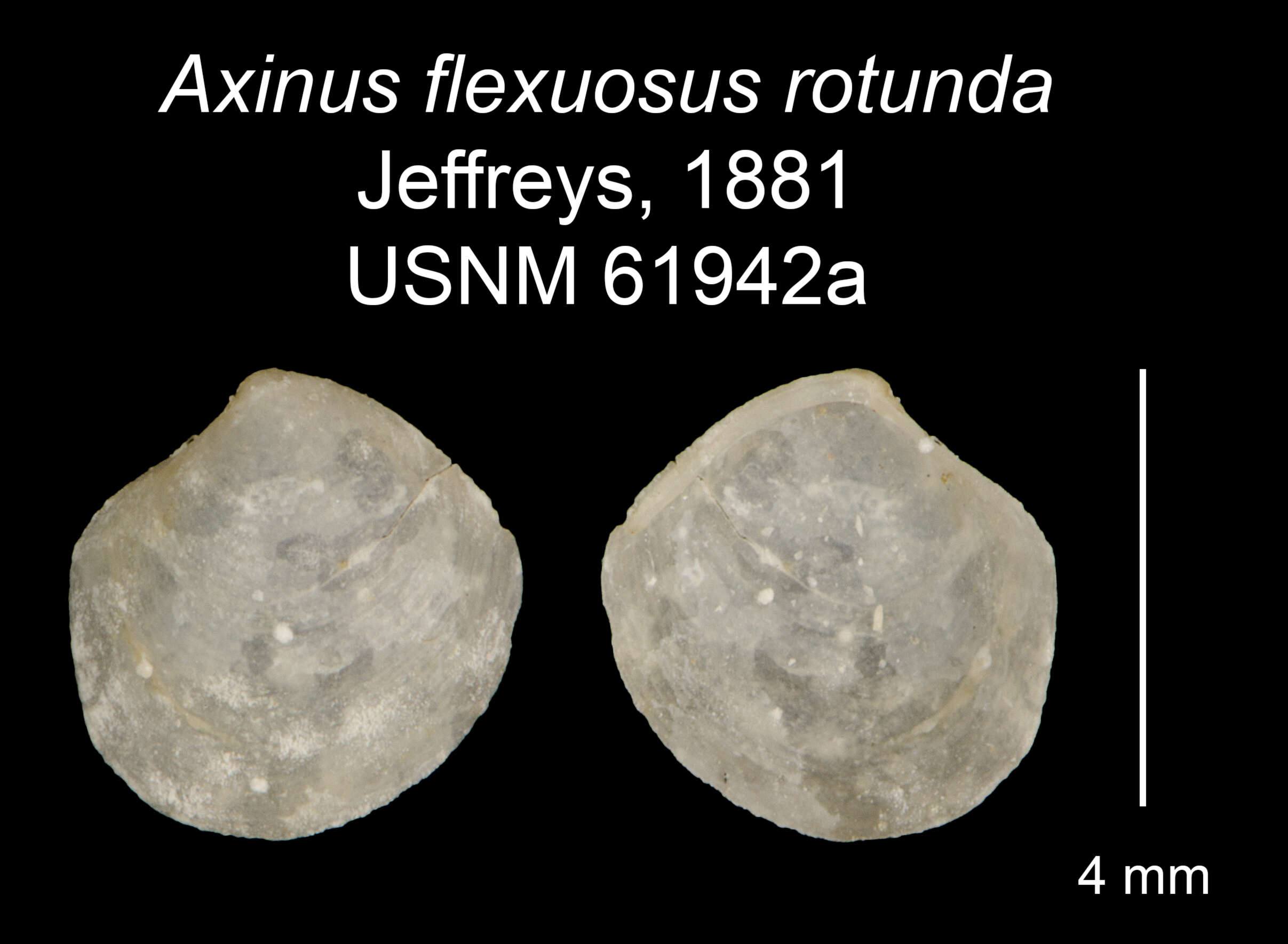 Image of Thyasira rotunda (Jeffreys 1881)