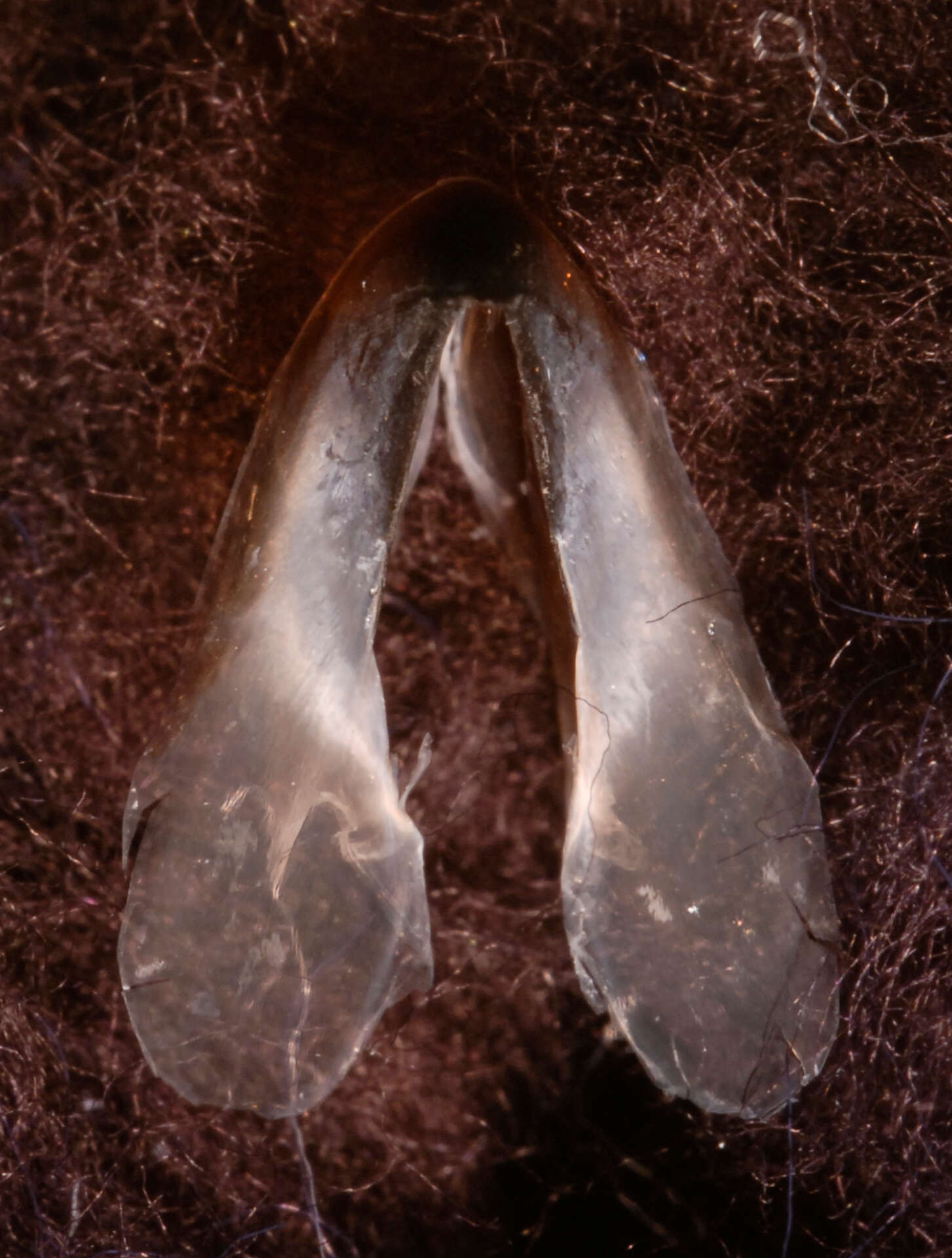 Image of Discoteuthis discus Young & Roper 1969