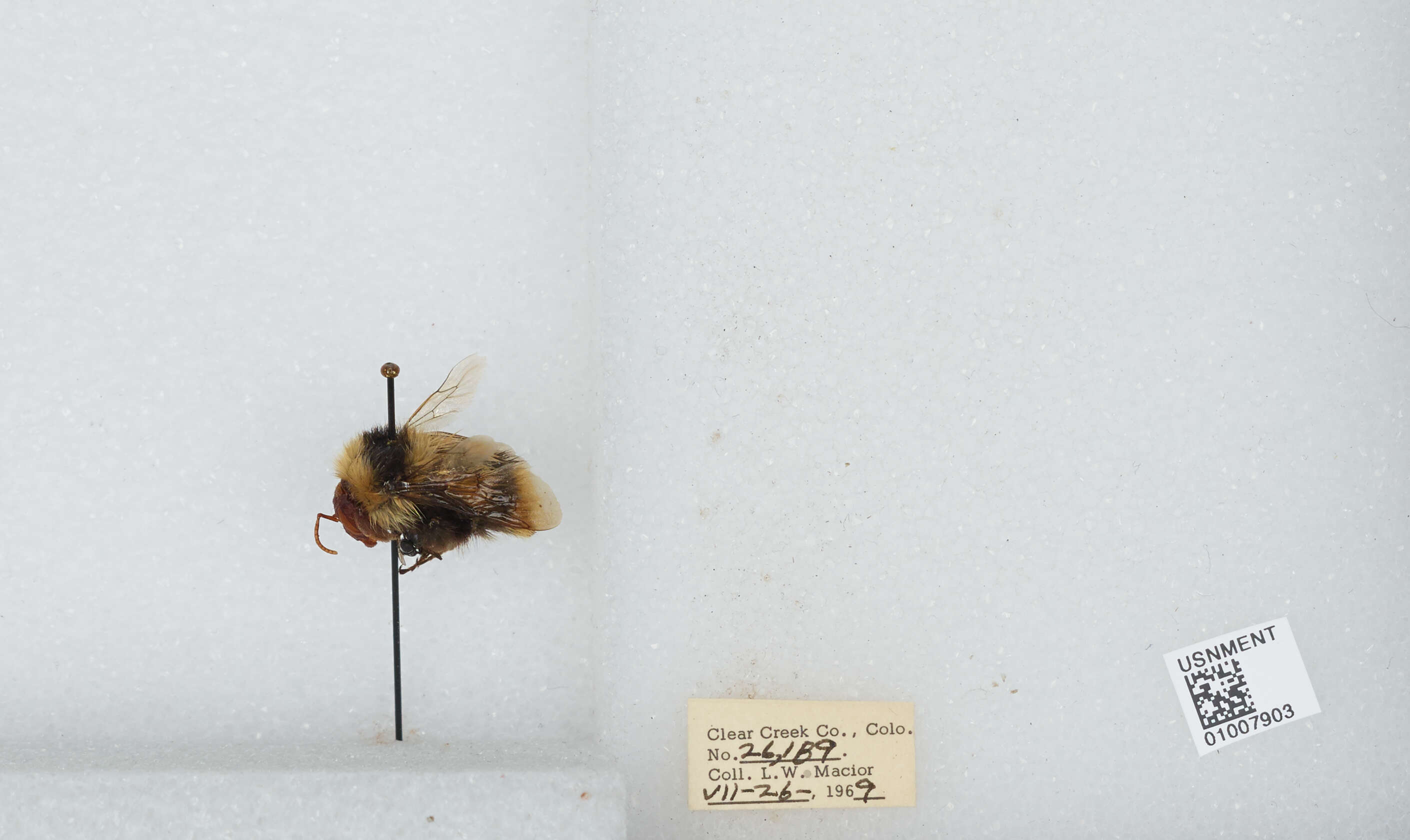 Image of Frigid Bumble Bee