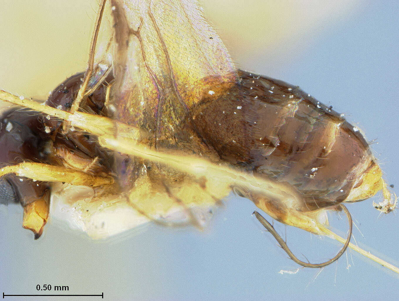 Image of Parasitoid wasp