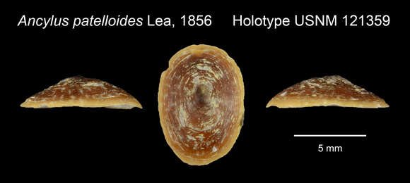 Image of Lanx patelloides (I. Lea 1856)