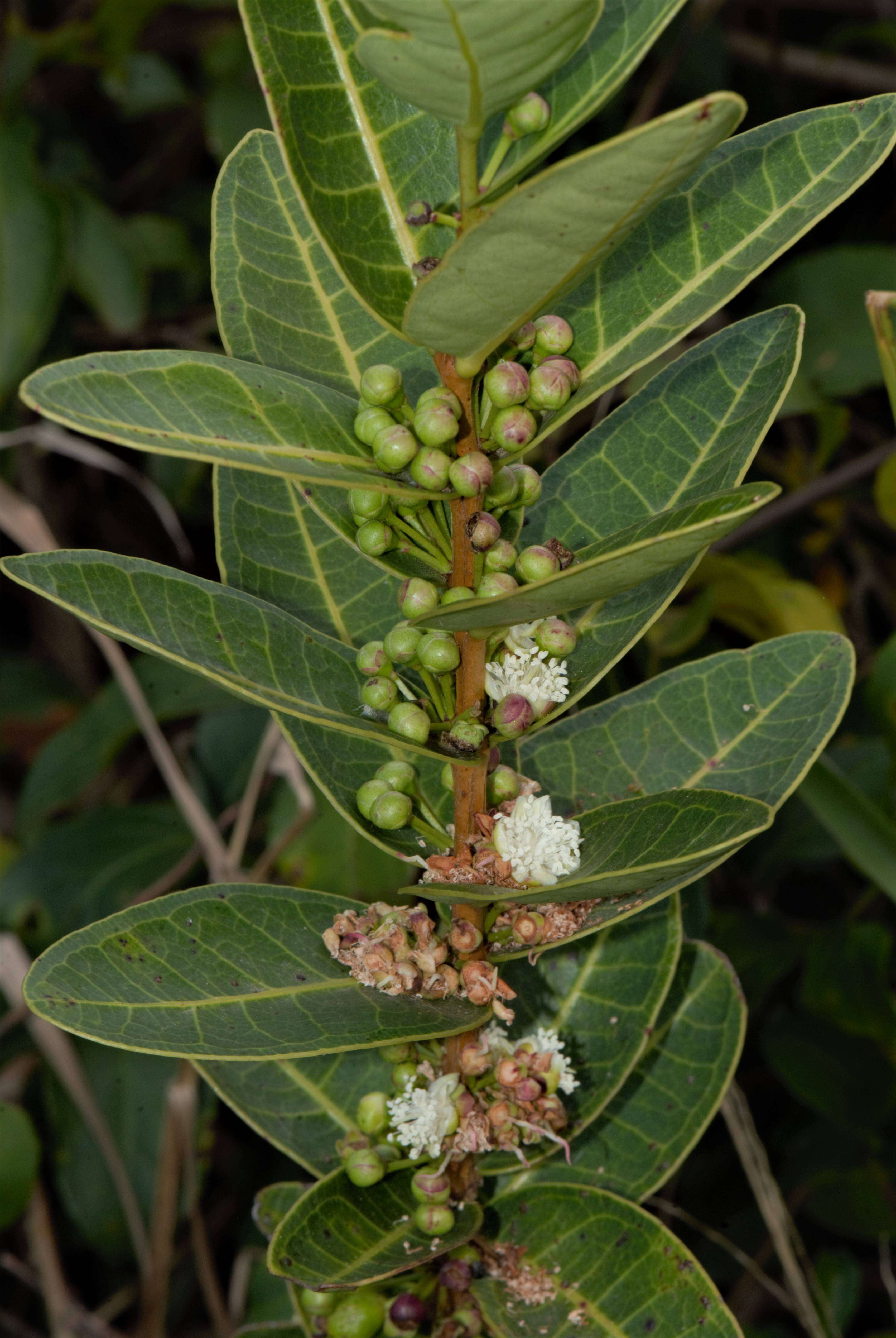 Image of Eugenia bimarginata DC.