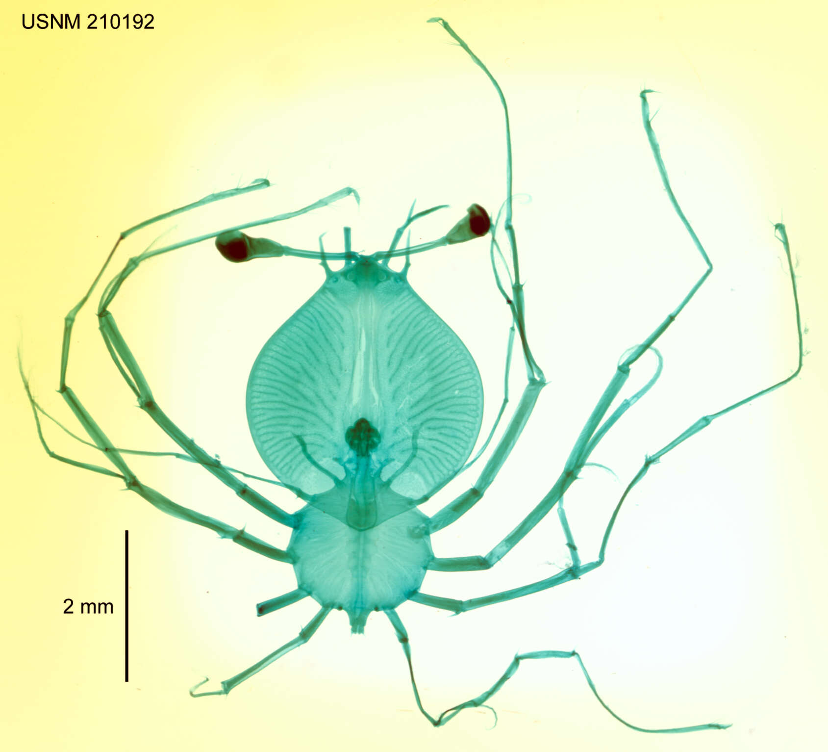 Image of Scyllarus Fabricius 1775