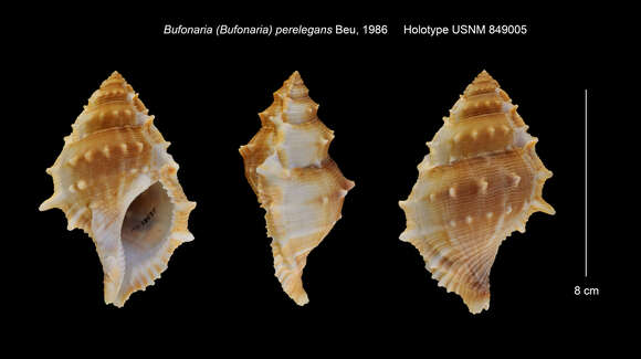 Image of Bufonaria perelegans Beu 1987