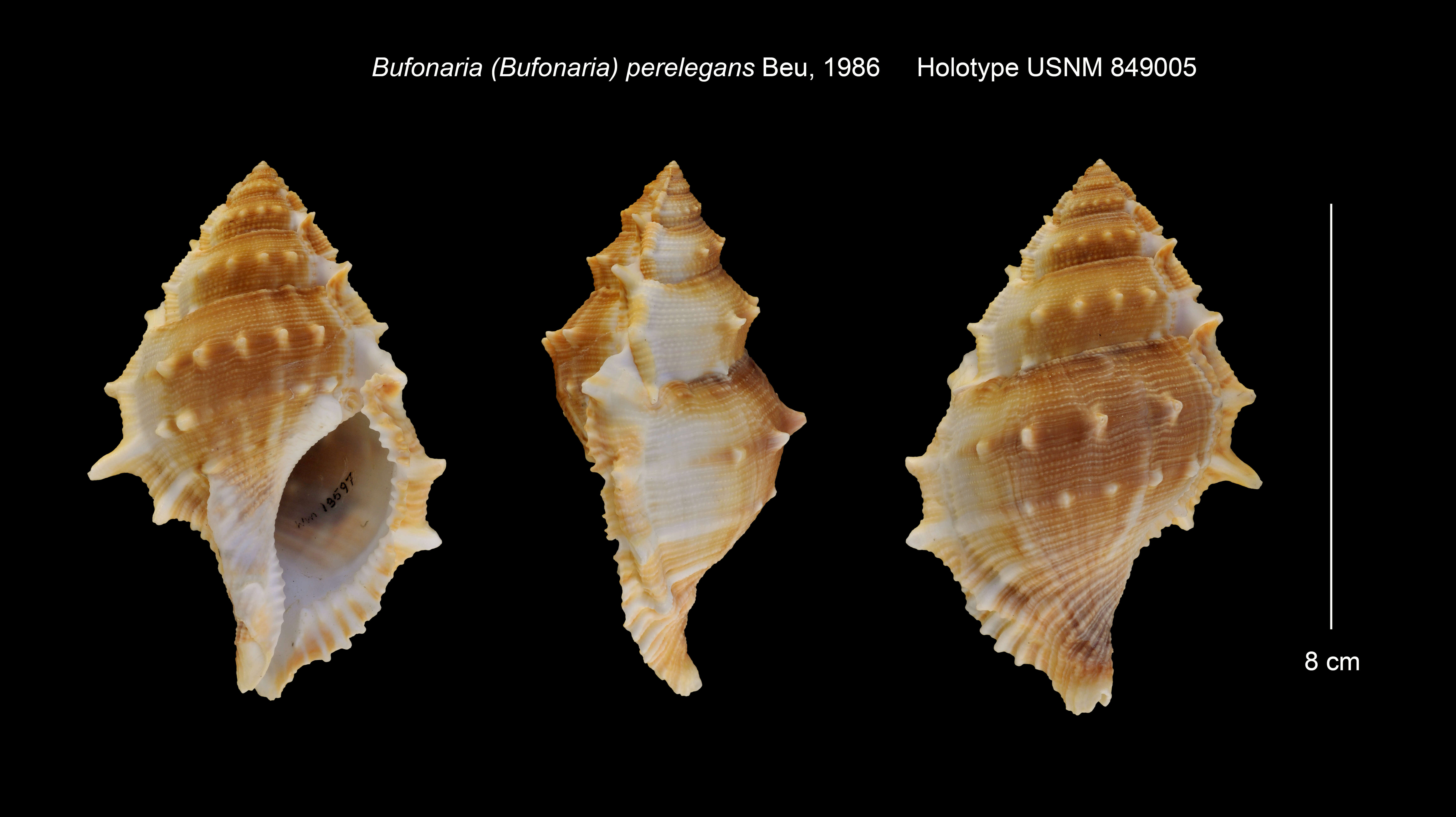 Image of Bufonaria perelegans Beu 1987