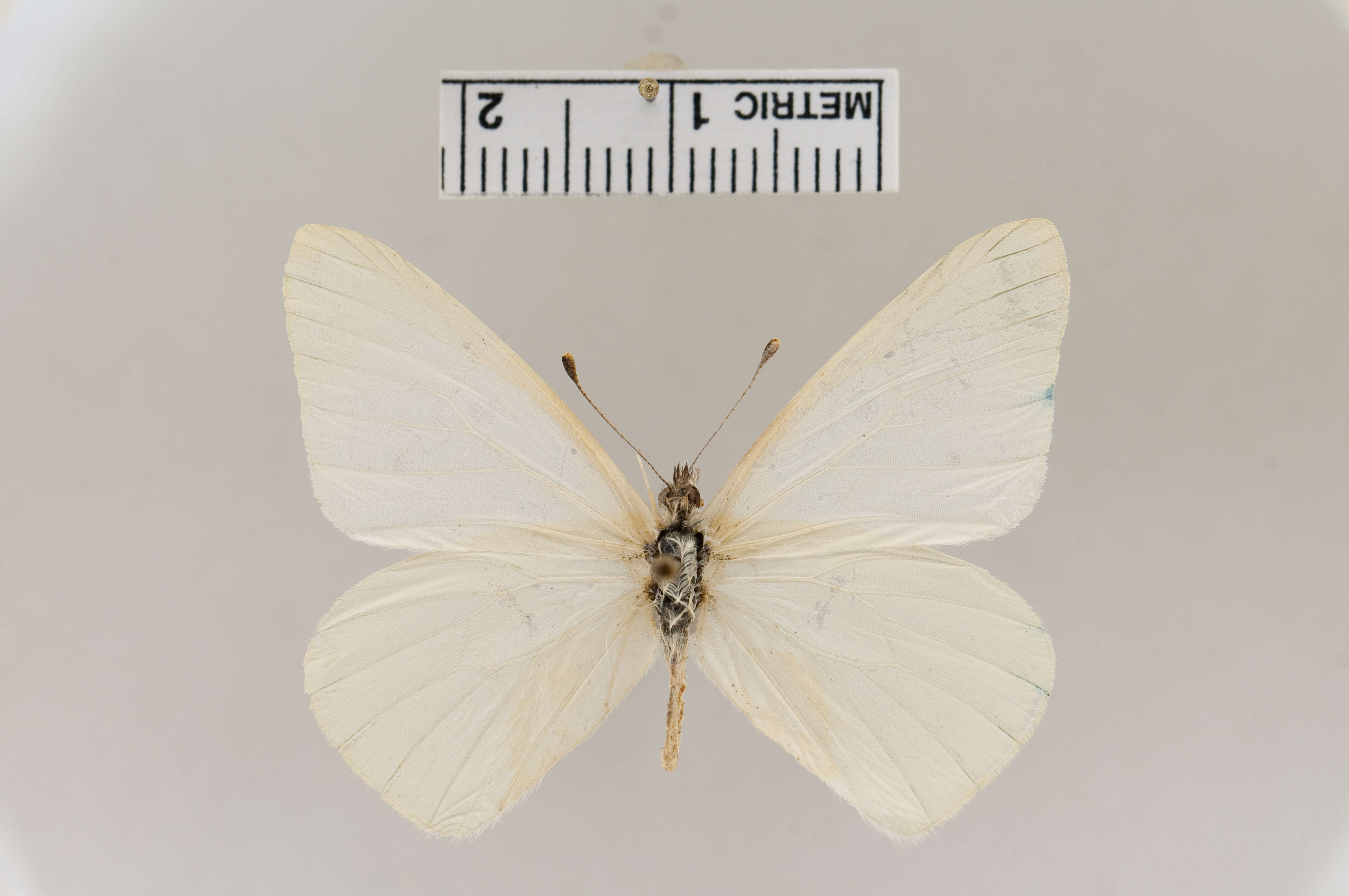 Image of Hesperocharis leucania (Boisduval 1836)