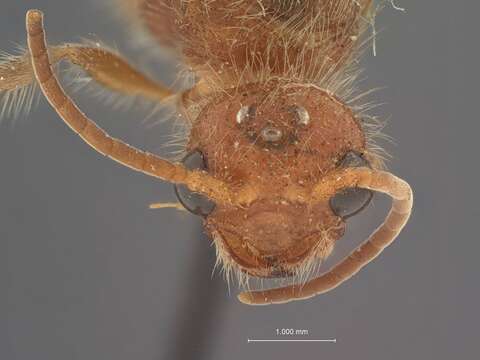 Image de Odontophotopsis Viereck 1903