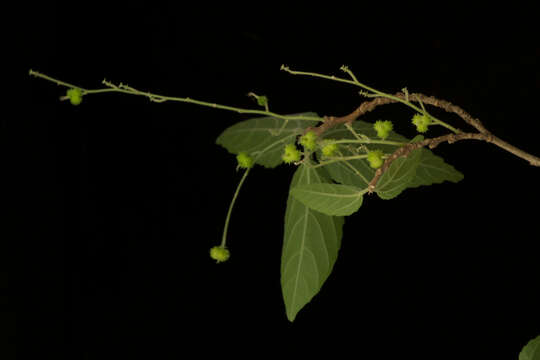 Acalypha flagellata Millsp.的圖片