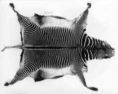 Image of Grevy's Zebra