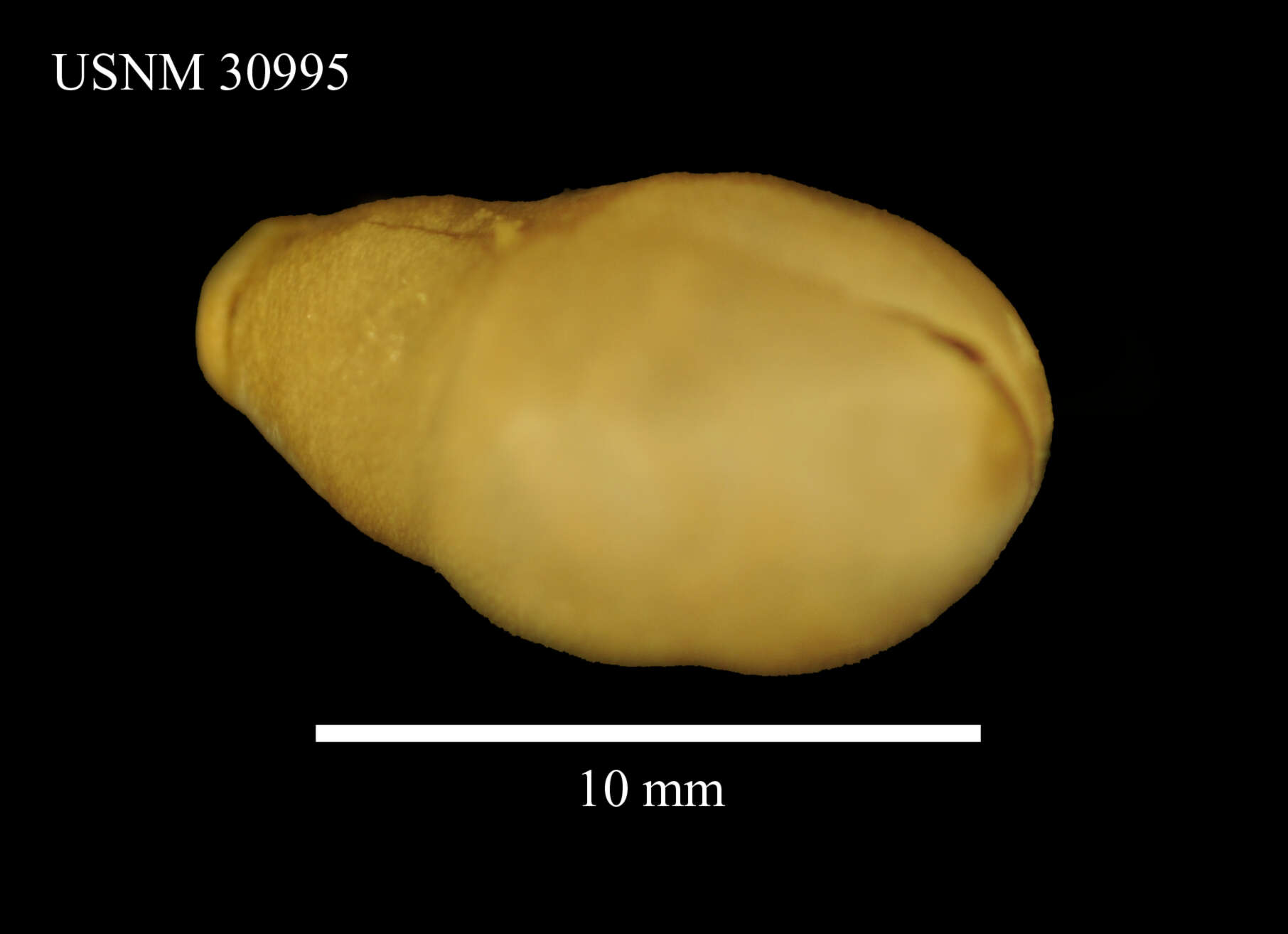 Слика од Themiste (Themiste) alutacea (Grube 1858)