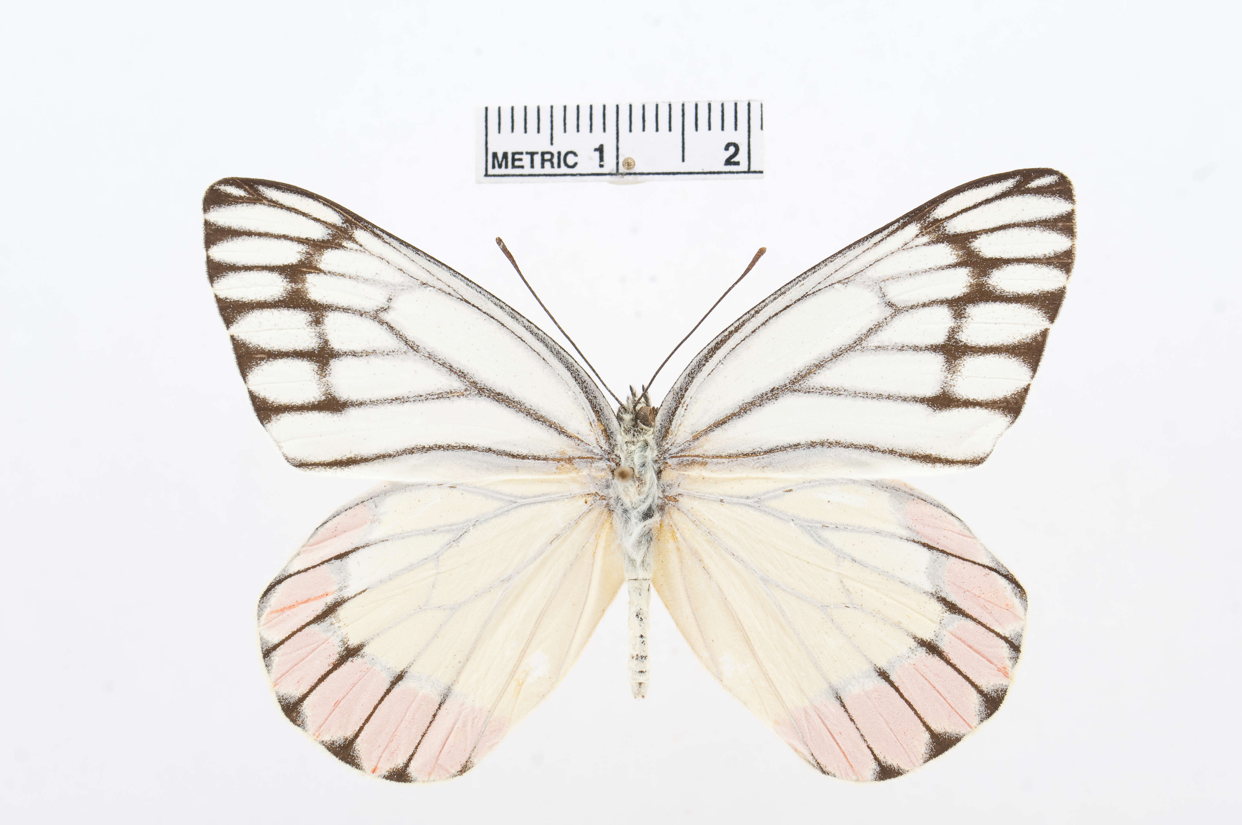 Image of Common Jezebel