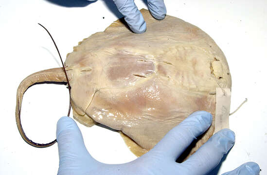 Image of Diamond Stingray