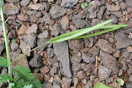 Desmanthus pernambucanus (L.) Thell. resmi