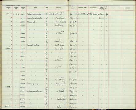 Image of Catharus aurantiirostris insignis Zimmer & JT 1944