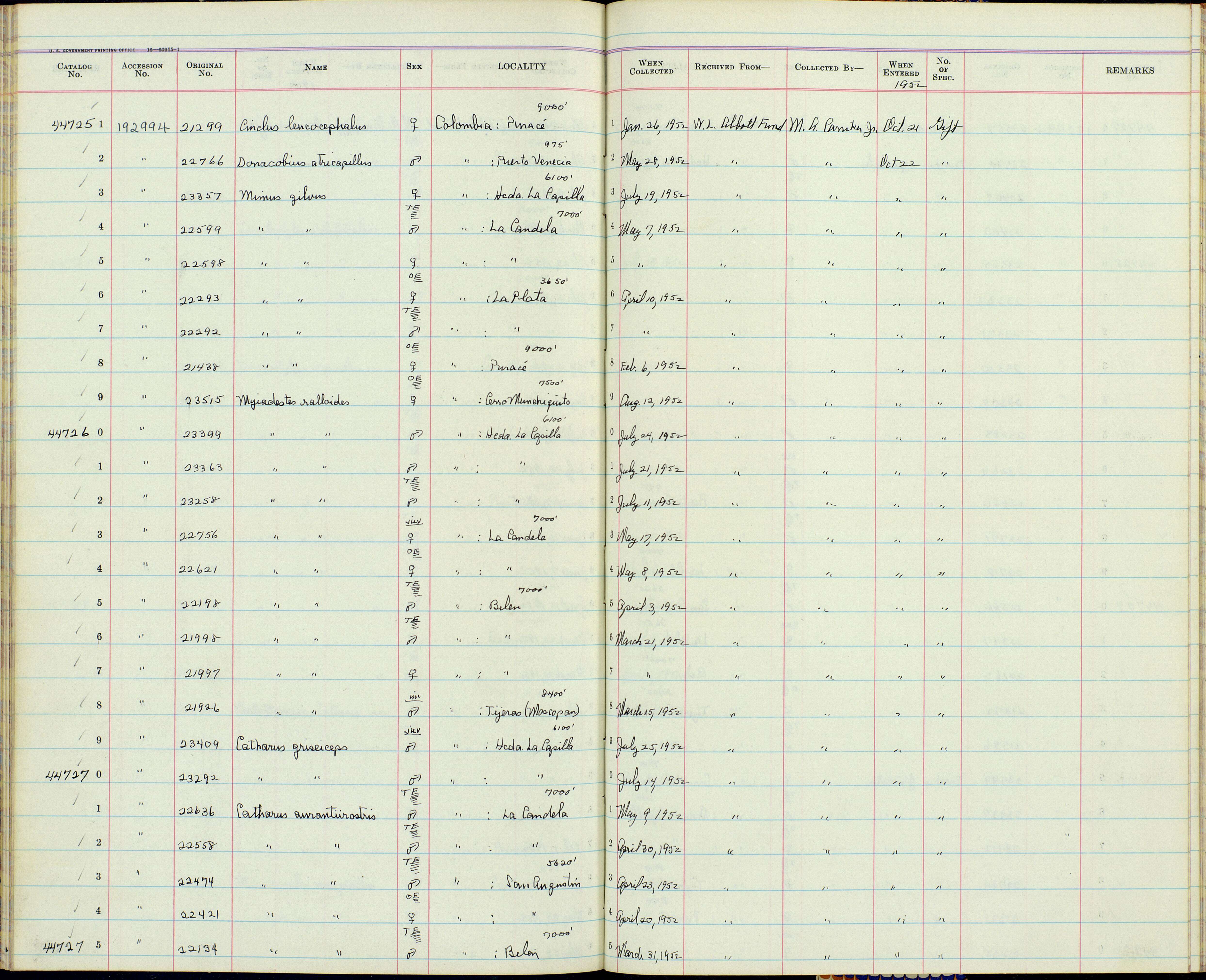 Image of Catharus aurantiirostris insignis Zimmer & JT 1944