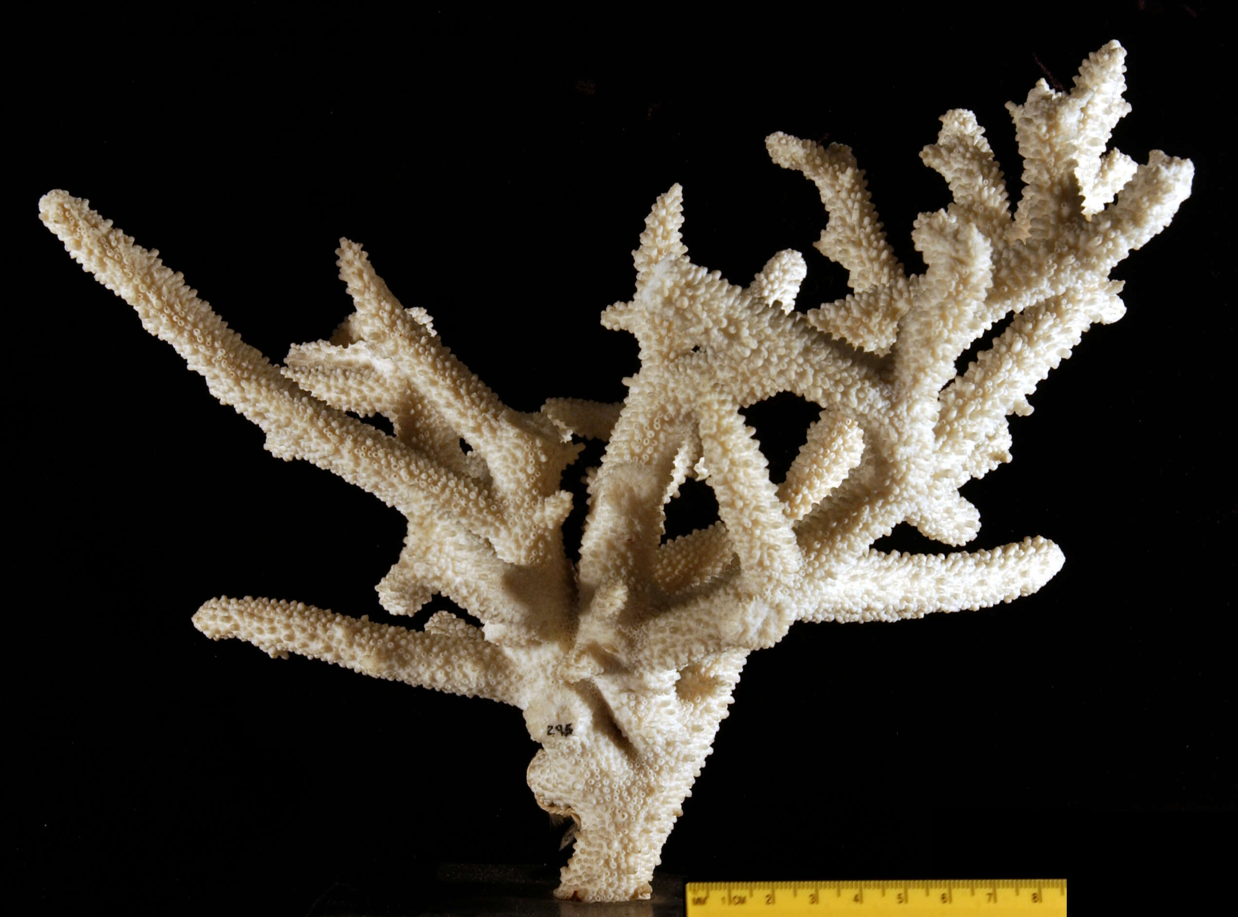 Image of Small base staghorn coral