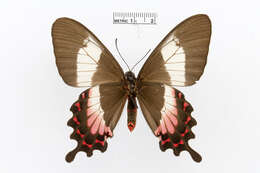 Image of Fluminense Swallowtail