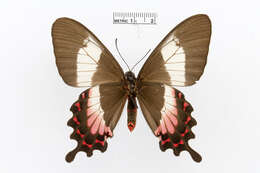 Parides ascanius (Cramer (1775)) resmi