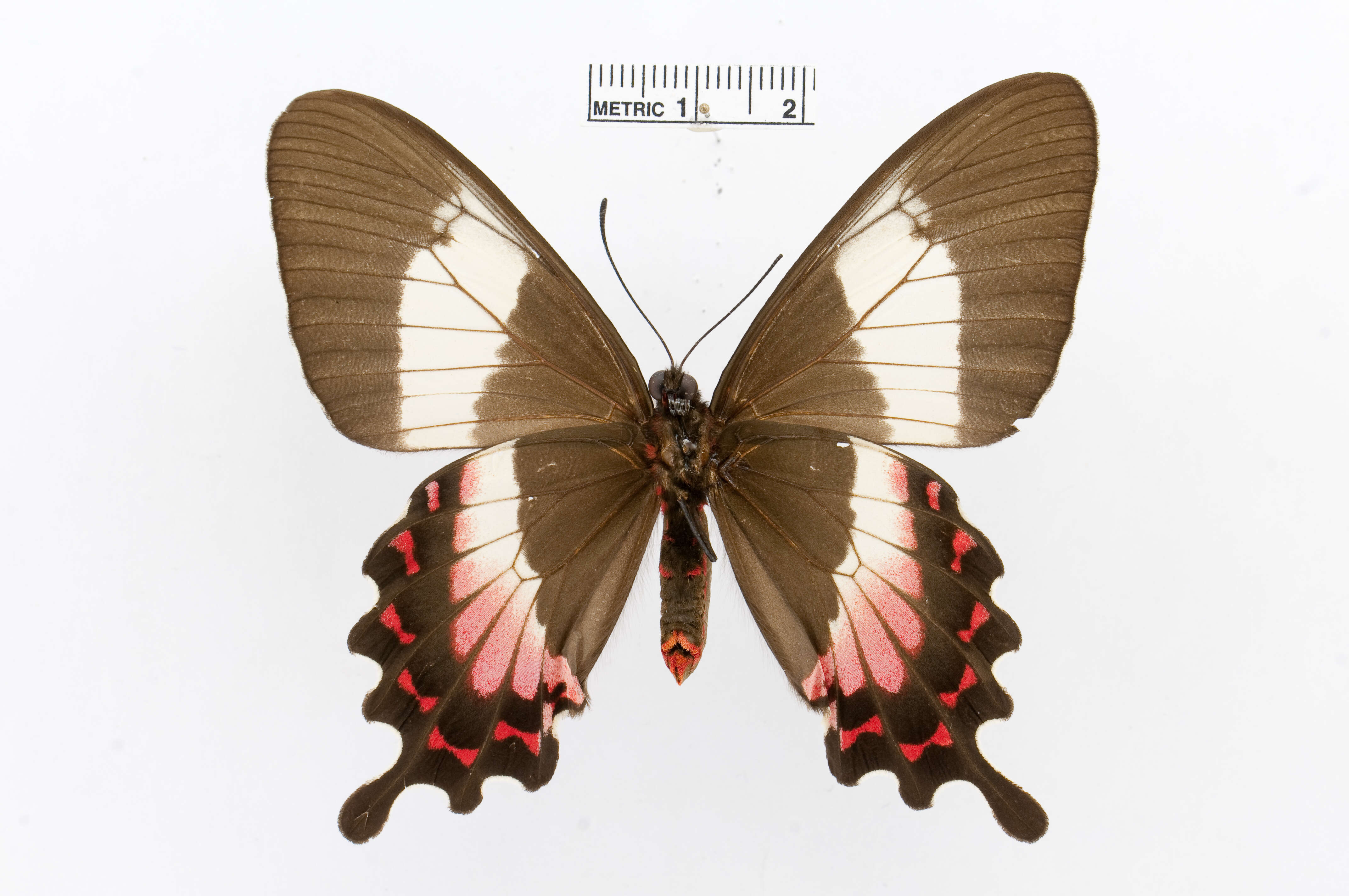 Image of Fluminense Swallowtail
