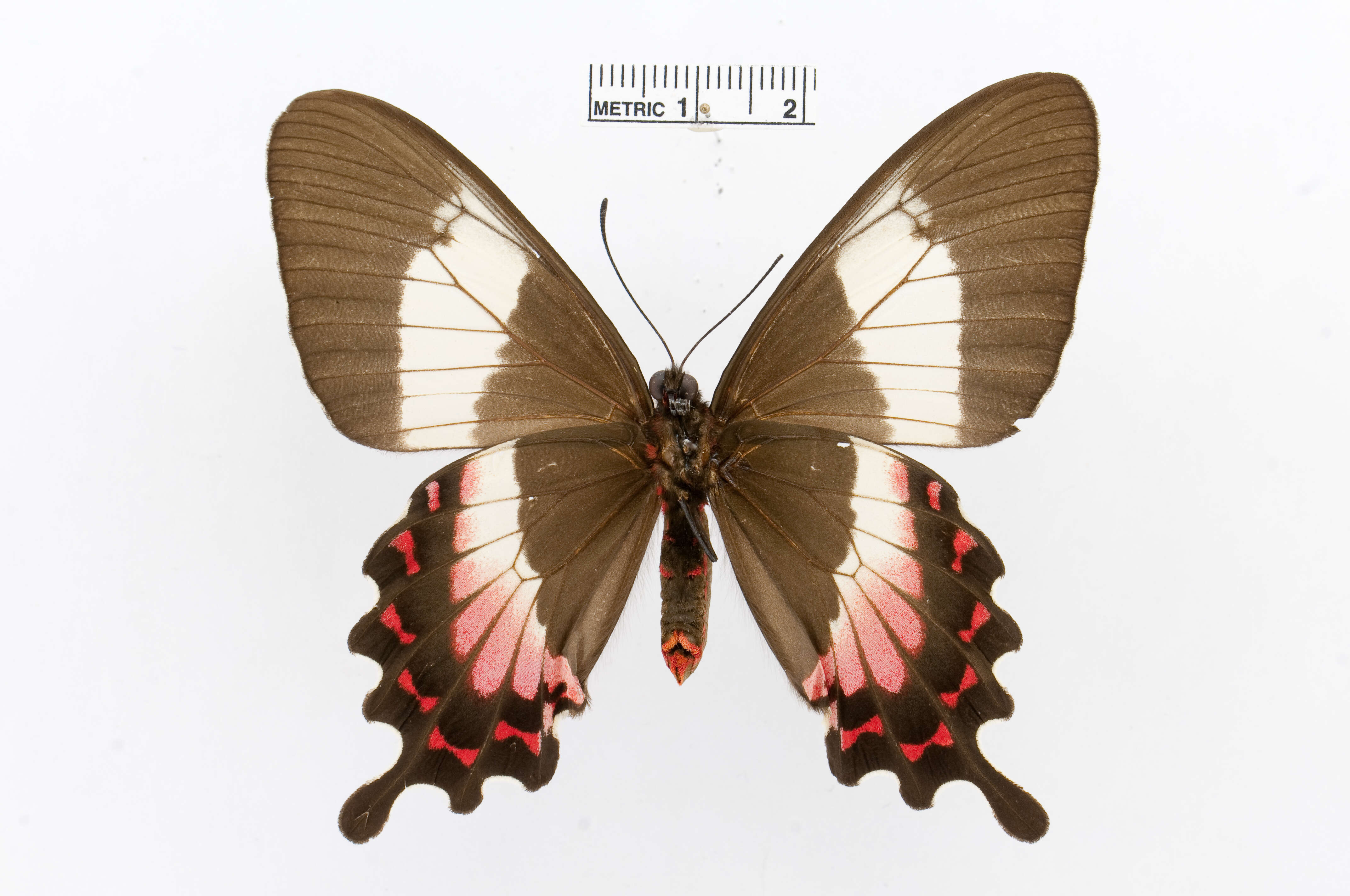 Parides ascanius (Cramer (1775)) resmi