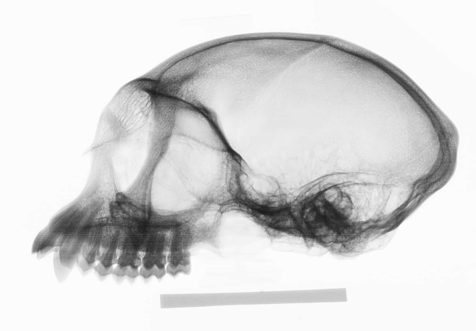 Image of Presbytis sumatrana (Müller & Schlegel 1841)