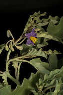 Image of silverleaf nightshade