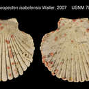 Image de Leopecten isabelensis T. R. Waller 2007