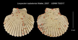 Imagem de Leopecten isabelensis T. R. Waller 2007