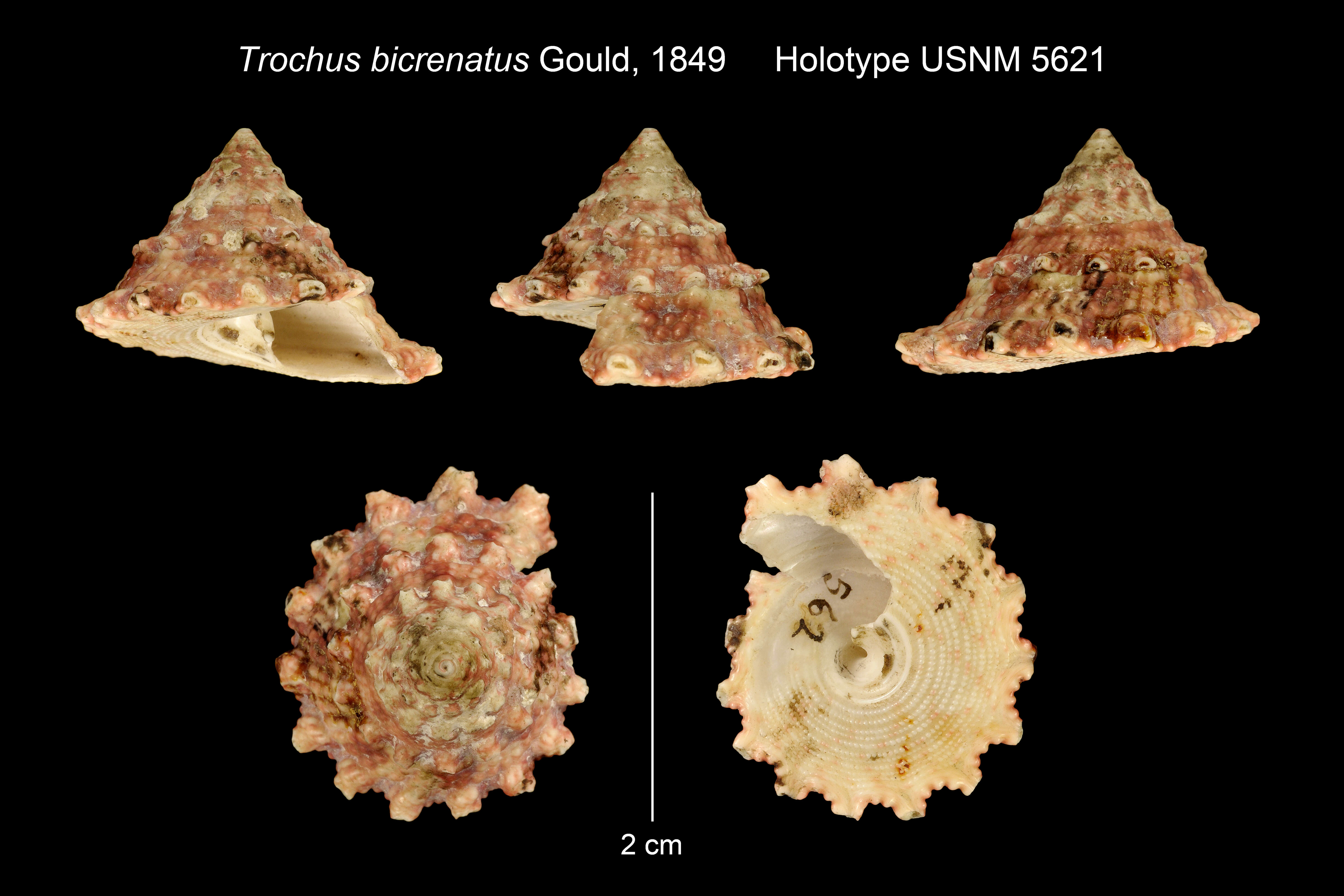 Image of <i>Trochus bicrenatus</i> Gould