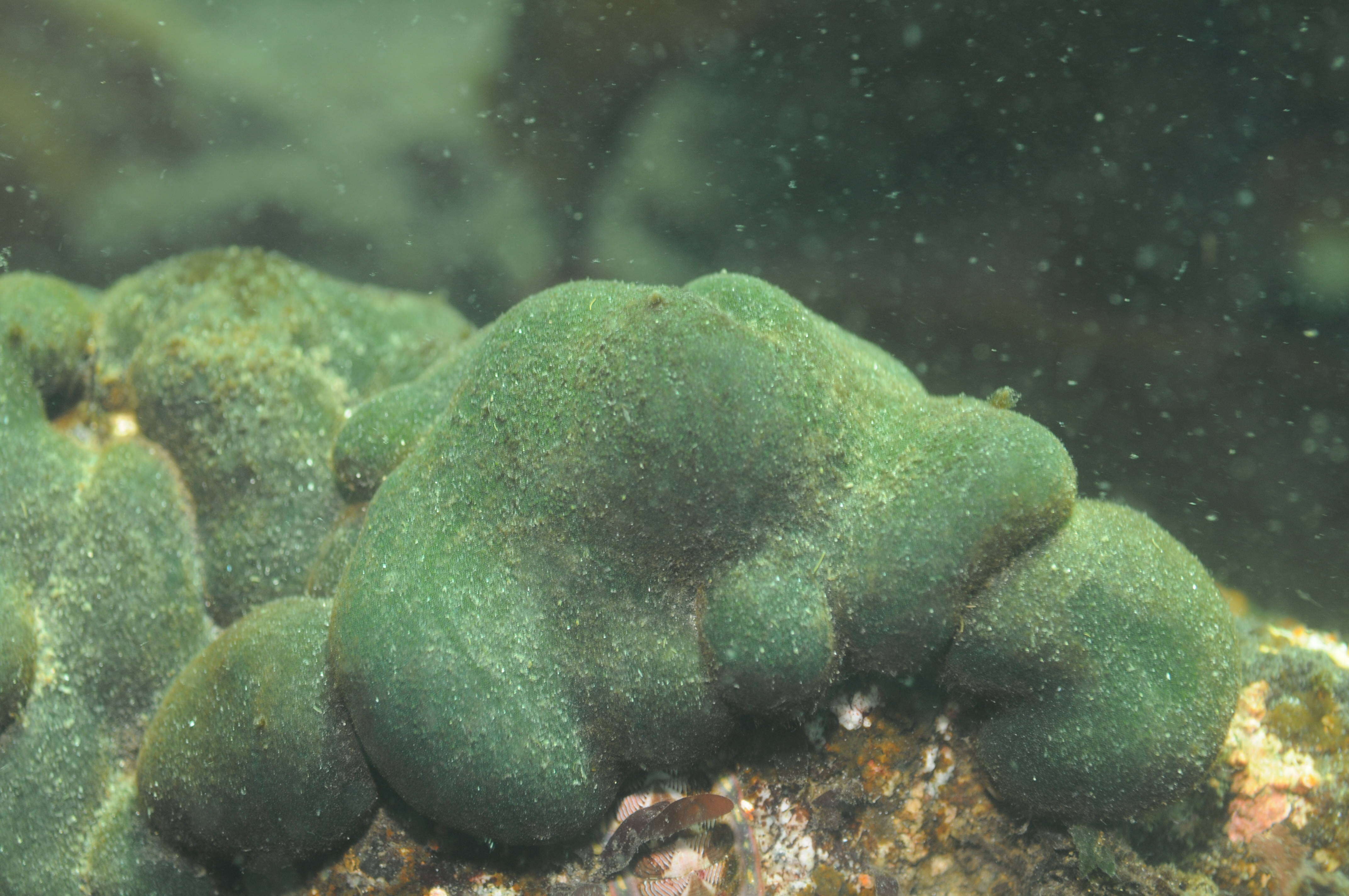 Image of Codium setchellii