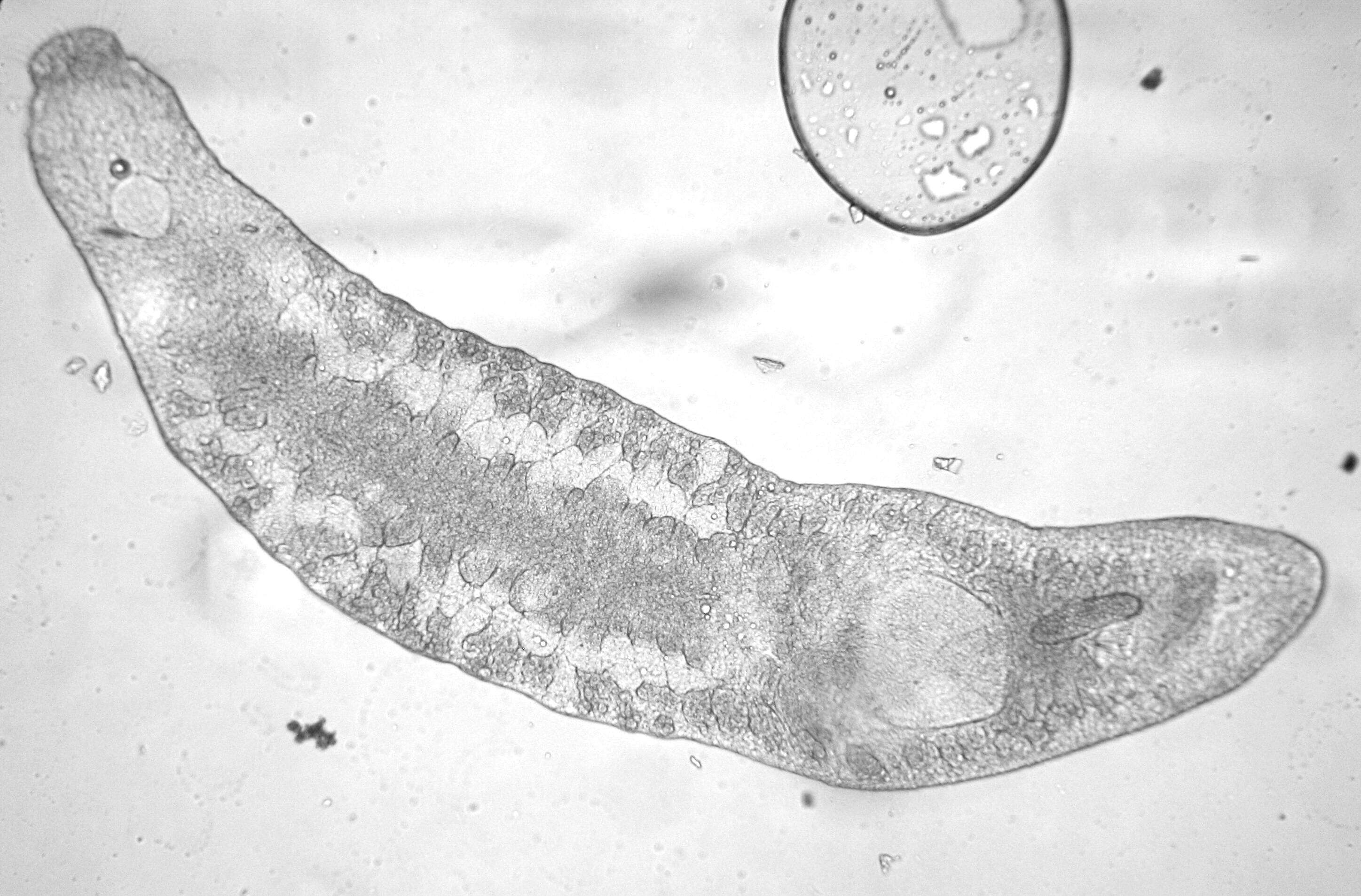 Image of Xenotoplana Ax, Weidemann & Ehlers 1978