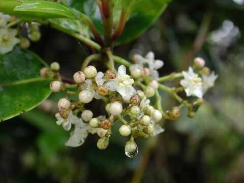 Image of Hawai'i holly